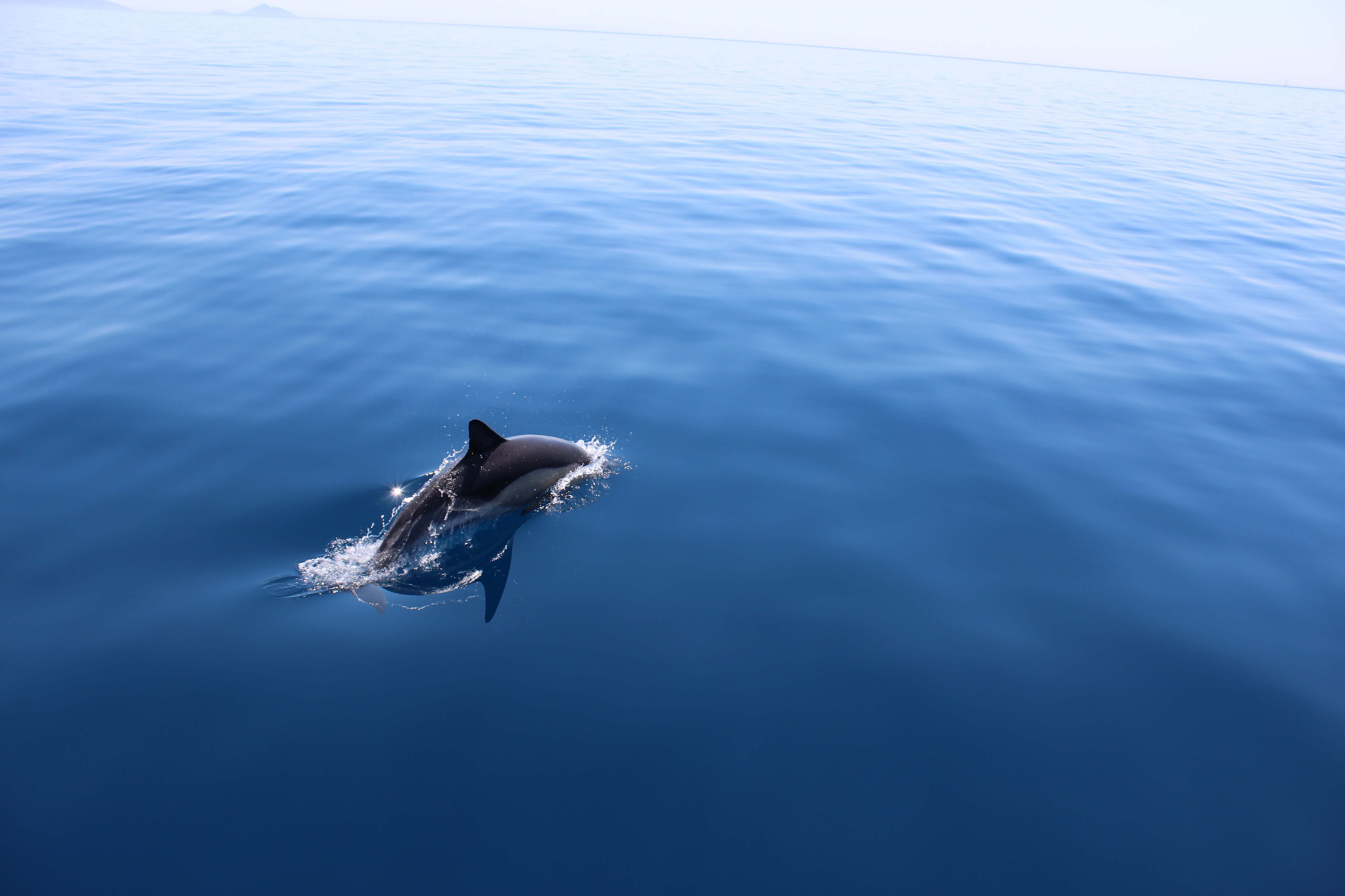 Evie, Dolphin, Greece