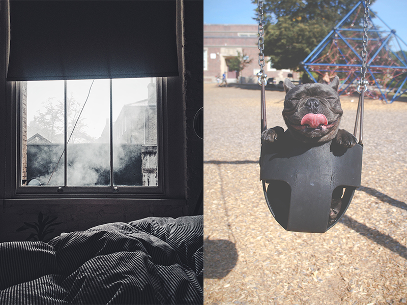 a two picture collage one picture with a grey window from the view of the bed. The other a picture of a dog in a swing with it's tongue out.