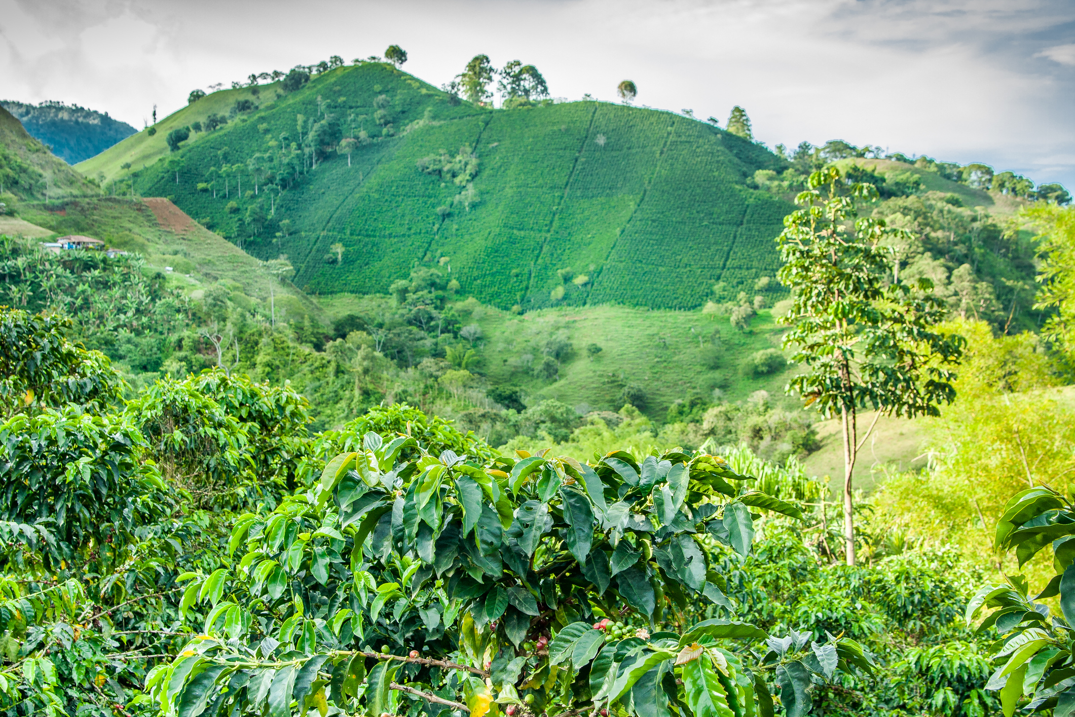 Coffee Plantation in Jerico Colombia