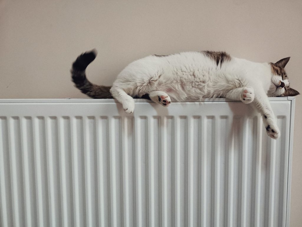 Photo of a cat laying on the refrigerator 