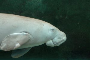 Dugong (CC BY 2.0) http://goo.gl/mjUCEC