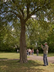 Tree Walk by Jackie Price