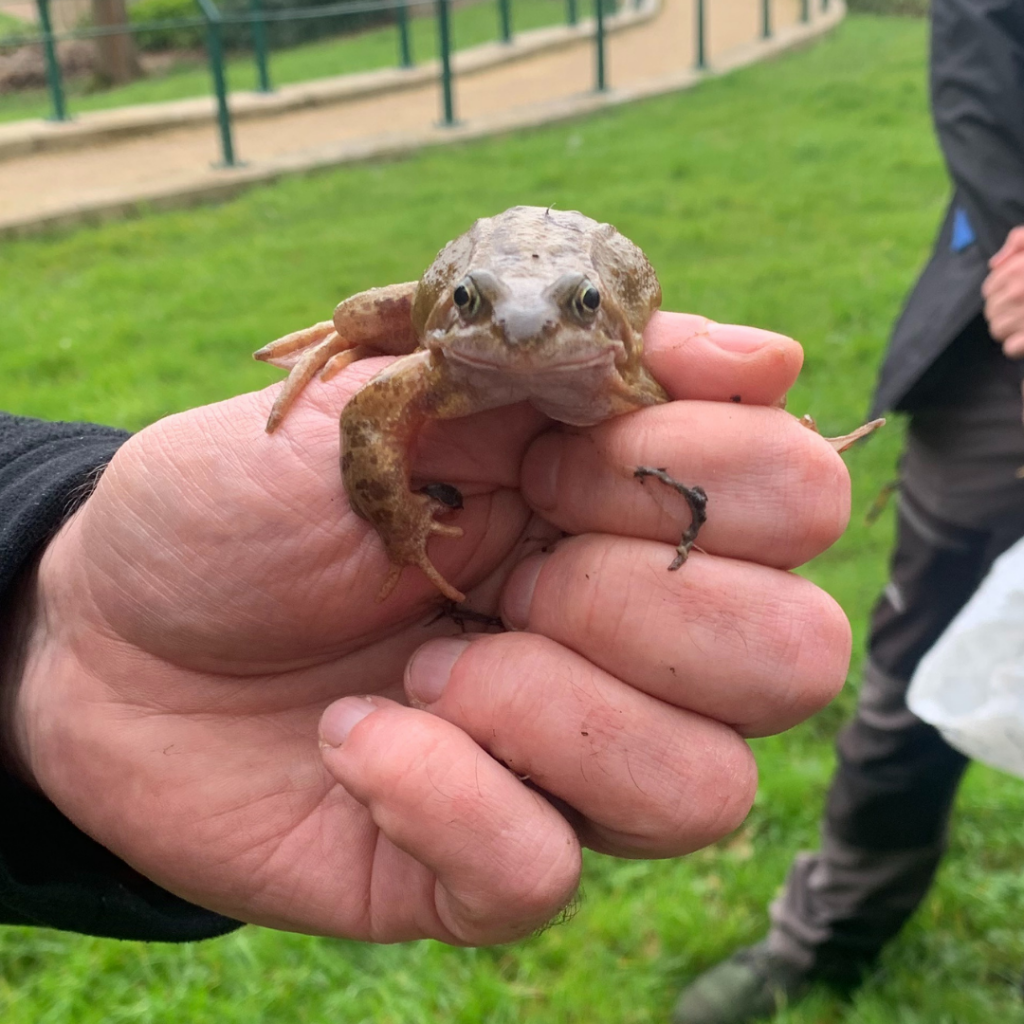 Man holding a frog