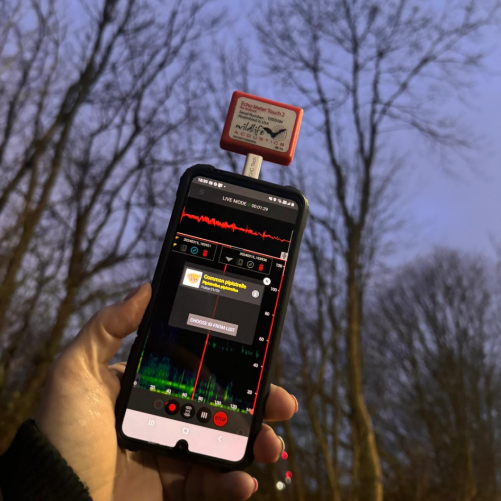Bat detector attached to a phone