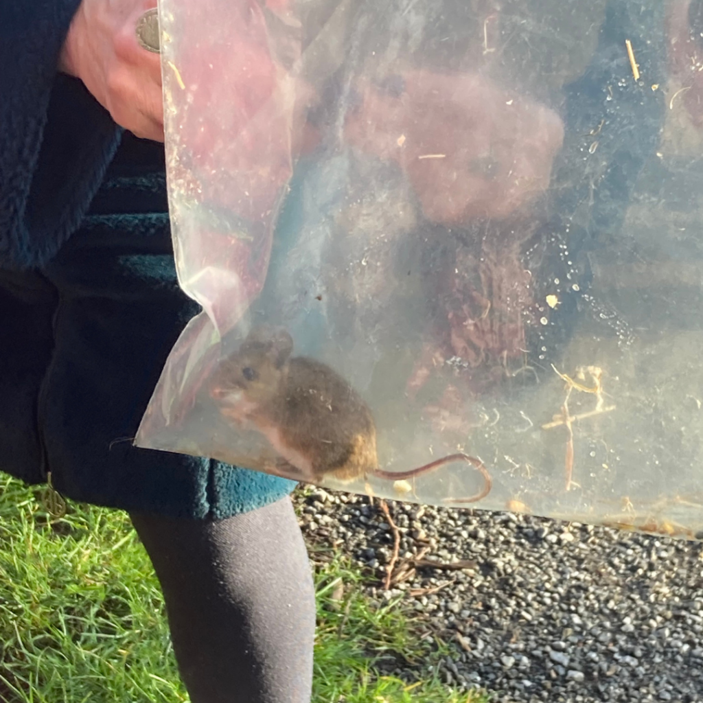 A mouse from one of the mammal traps