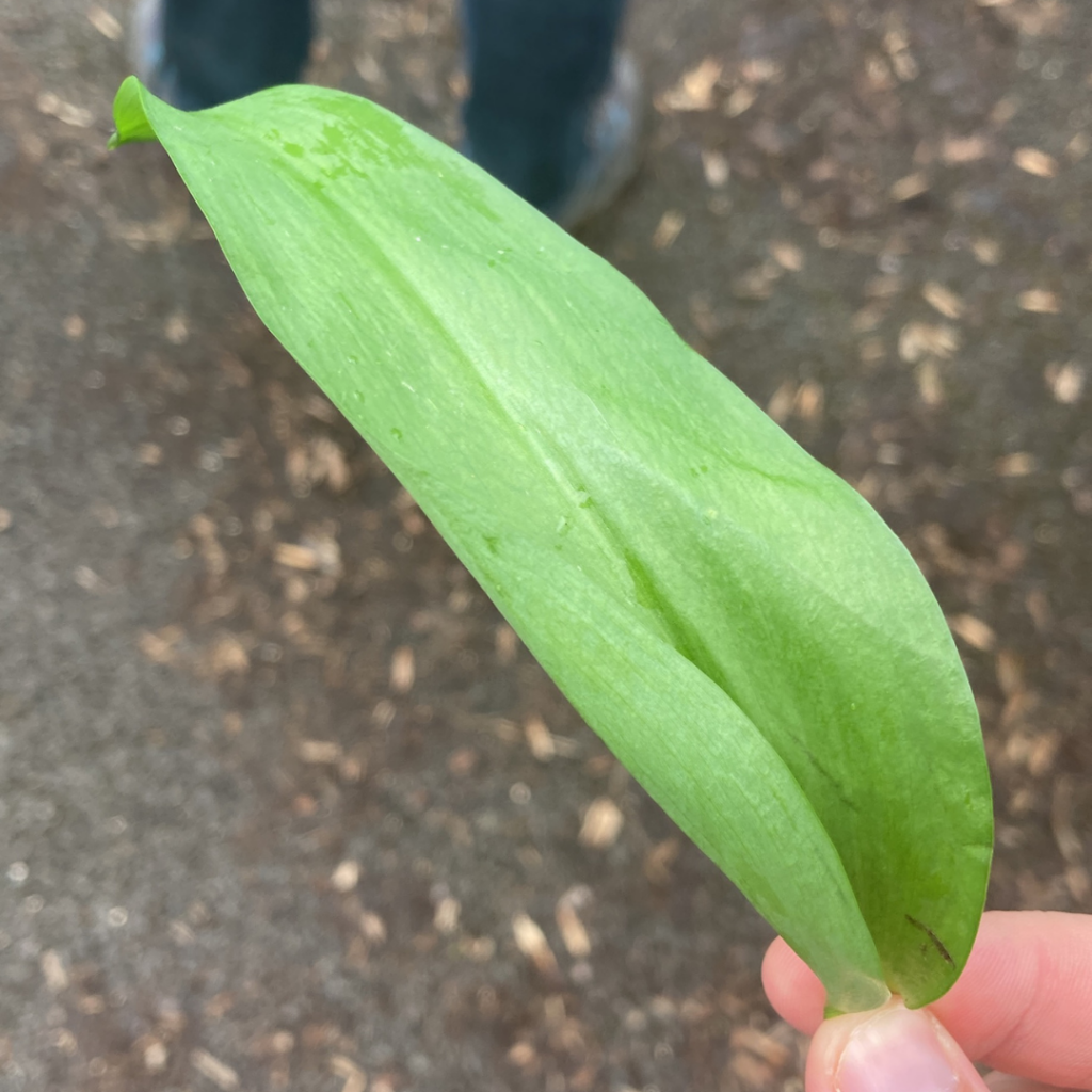 A leaf from the foraging session