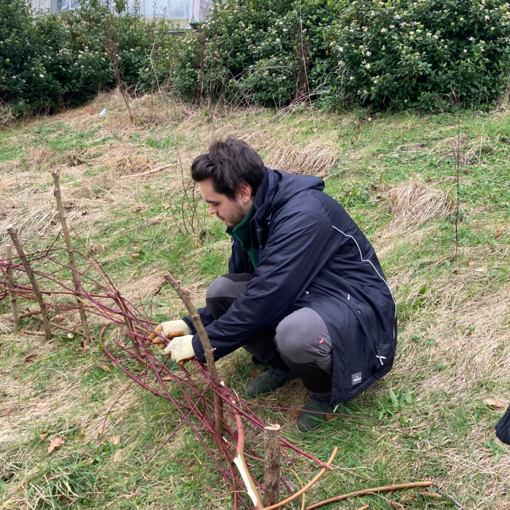 Salford Ranger using Dog Weed Branch to construct the tree nursery