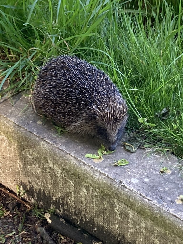 Hedgehog on a grass verge