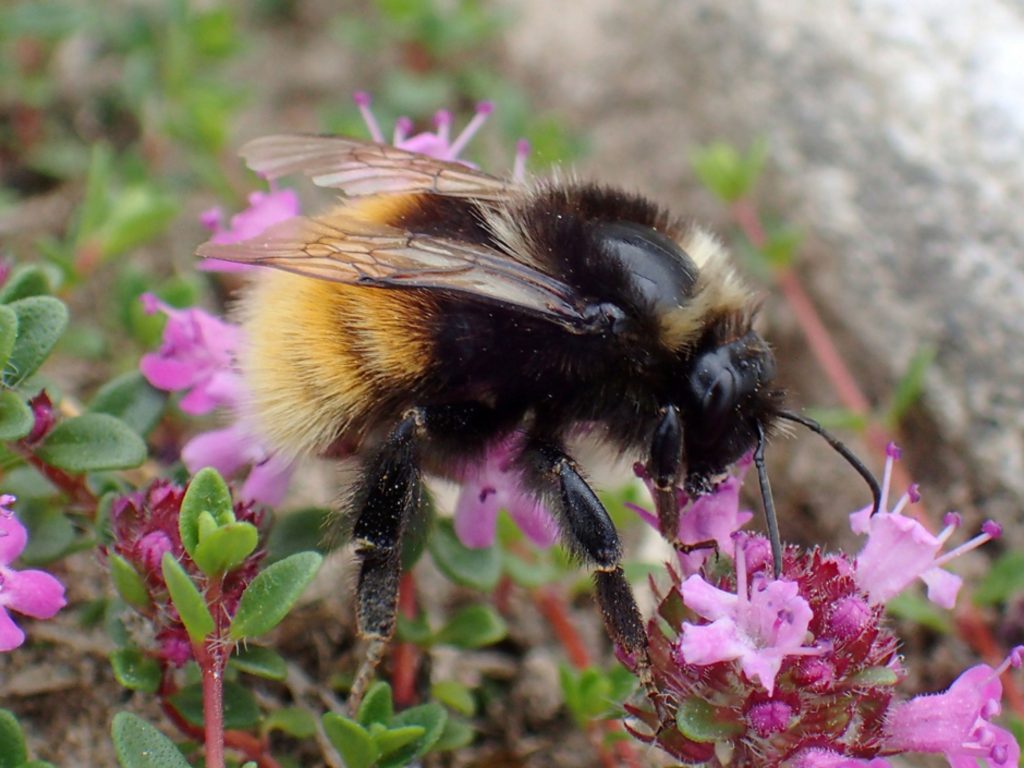 Photograph of the Bilberry Bumblebee (Bombus monticola).