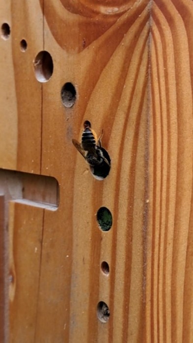 Patchwork leafcutter bee in a bee post.