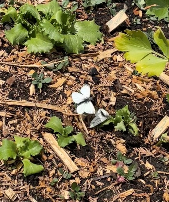Butterfly at the Community Growing Space.