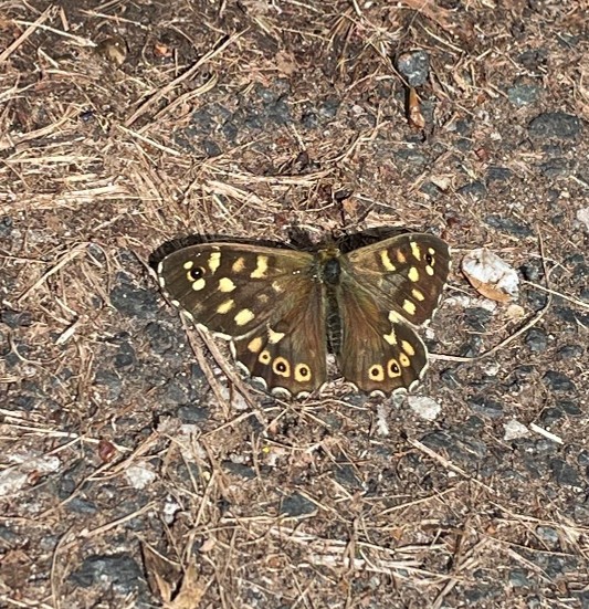 Meadow brown butterfly.