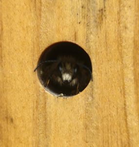 A small bee sticks it's head out of a small dark hole inside a wooden block.