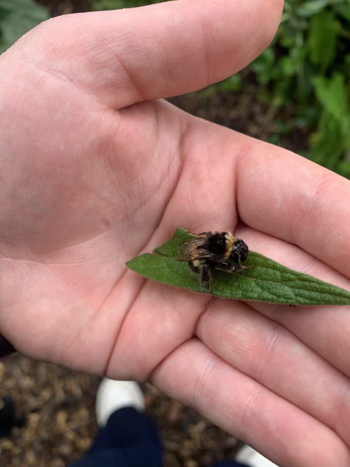 A bumblebee resting on a green leaf held in the palm of a hand outdoors.