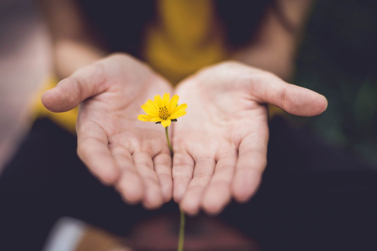 A yellow flower in open hands
