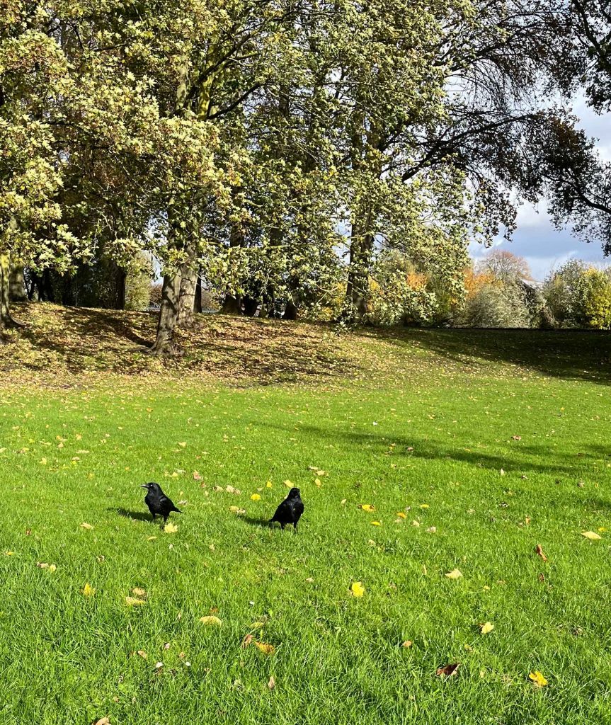 Two crows forage in the autumn sunshine.