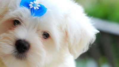 Image of a puppy