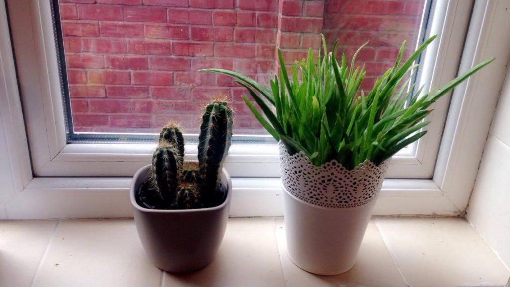 A cactus and a pot plant on a windowsill