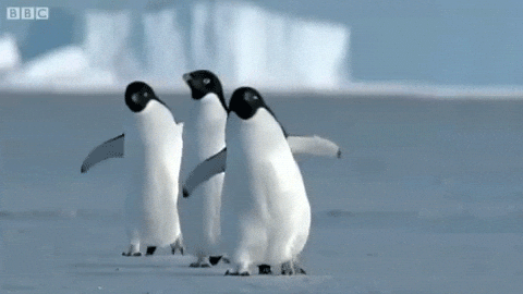 3 penguins waling on across ice field