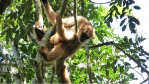 A Southern Muriqui, one of the monkeys Lori looked after during her time in Brazil