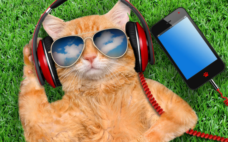 Cat with sunglasses listening to music