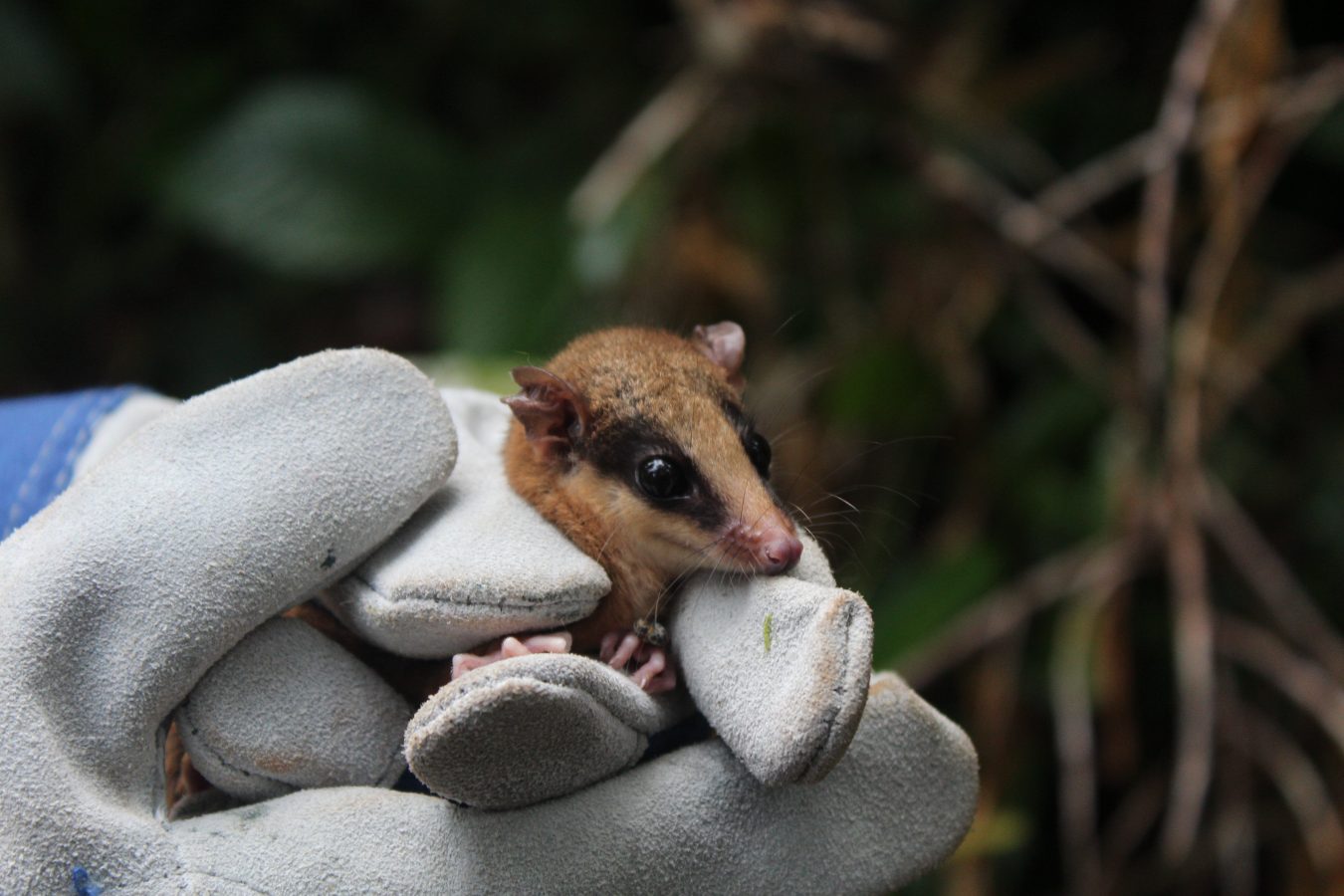 Student Evie holding a mouse opossum