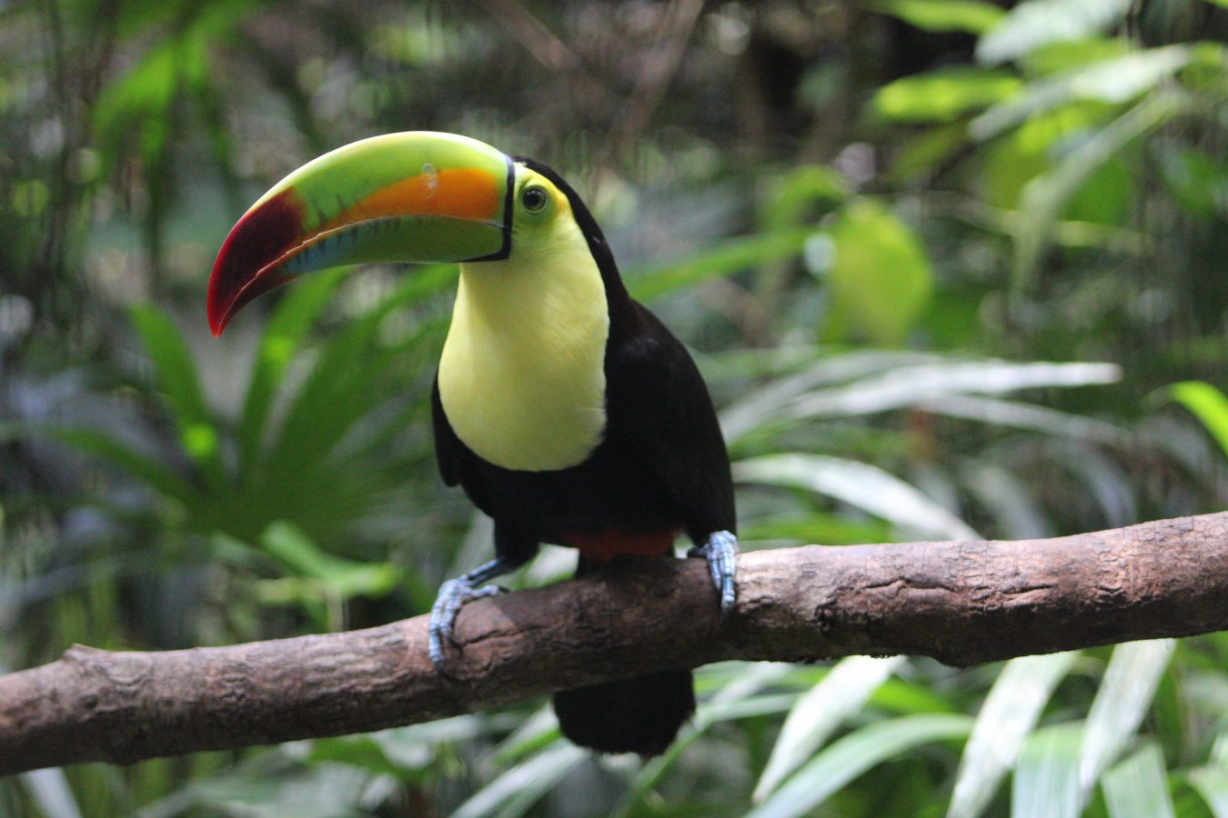 A Keel-billed Toucan sat on a tree branch with trees in the background