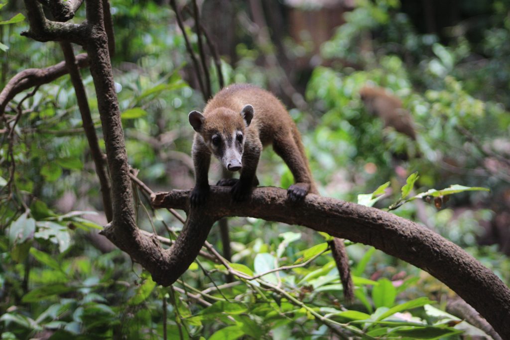 Evie, Belize Zoo