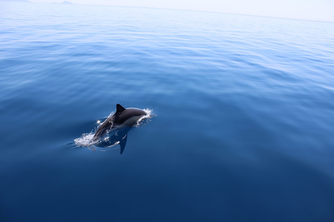 A dolphin swimming in the sea off of the coast of Greece
