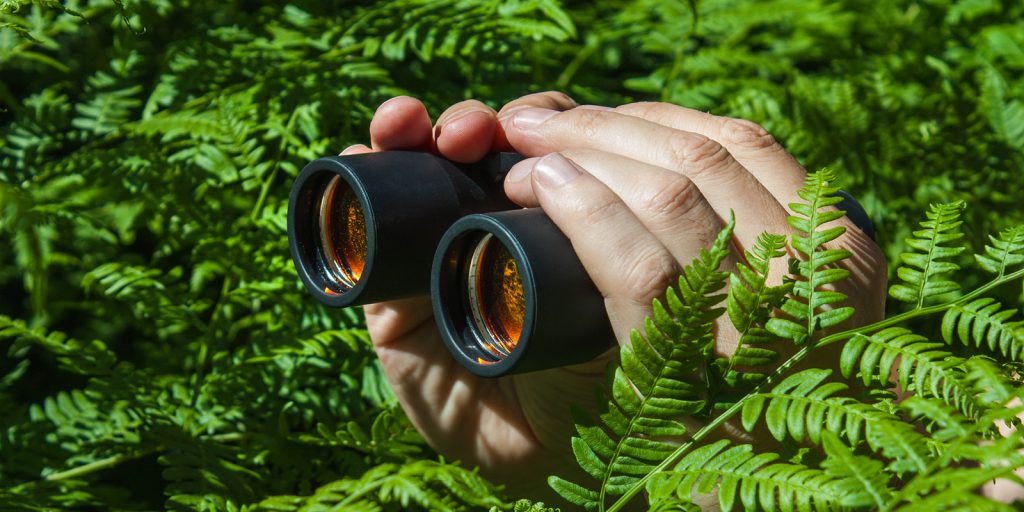 Binoculars being held poking out of a bush