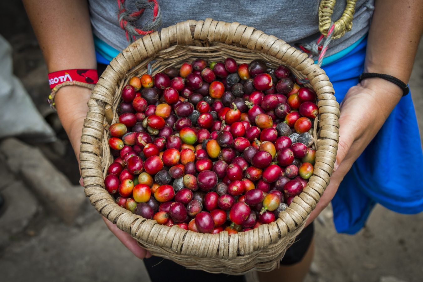 Fresh picked coffee beans in a basket that are still coloured red, yellow, and green.
