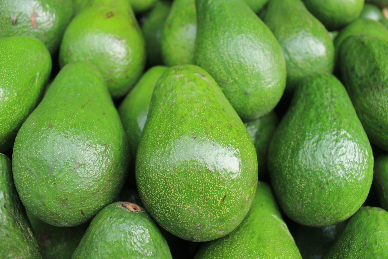 Picked green Avocado
