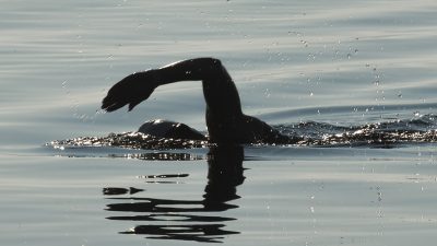 Image: Swimmer swimming outside