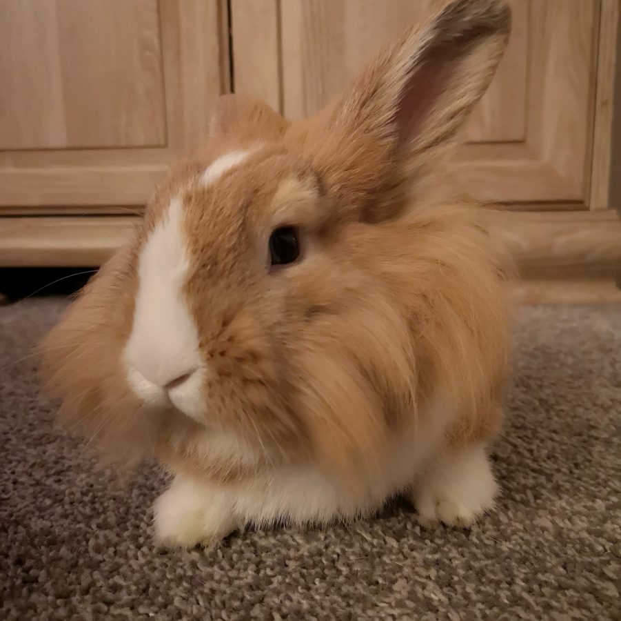 Photo of Amber-Lilly's pet bunny Flossy