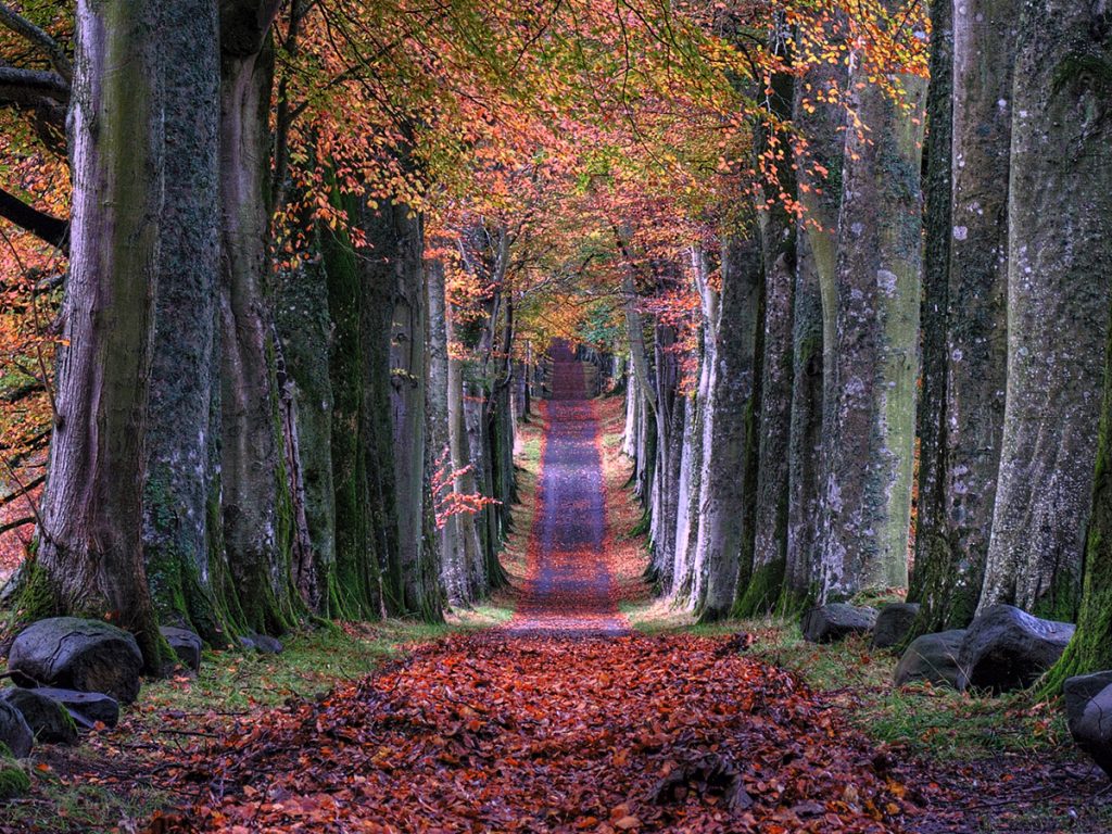 A winding pathway down a forest, with grey and mossy trees towering over on each side of the bath. Red leaves cover the path floor and the trees above have orange and pink leaves.
