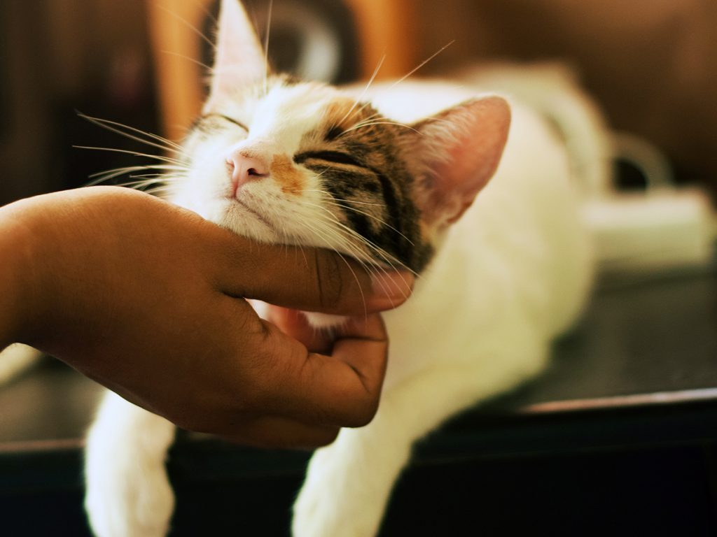 Someone is tickling or stroking the chin of a very happy cat who is lying on a table with it's eyes closed contently.