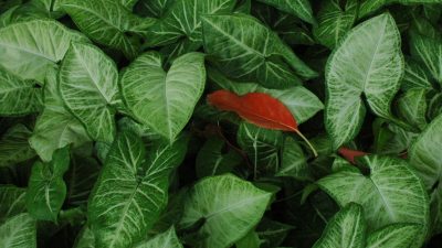 Photo of closeup of leaves