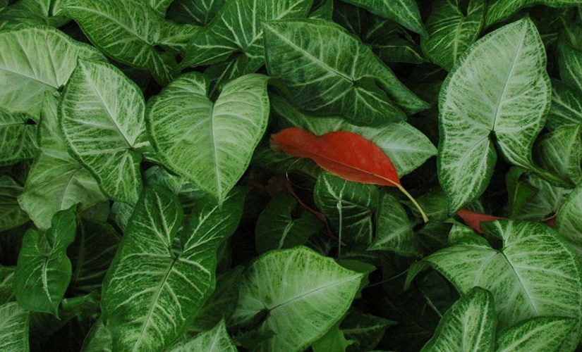 Photo of closeup of leaves