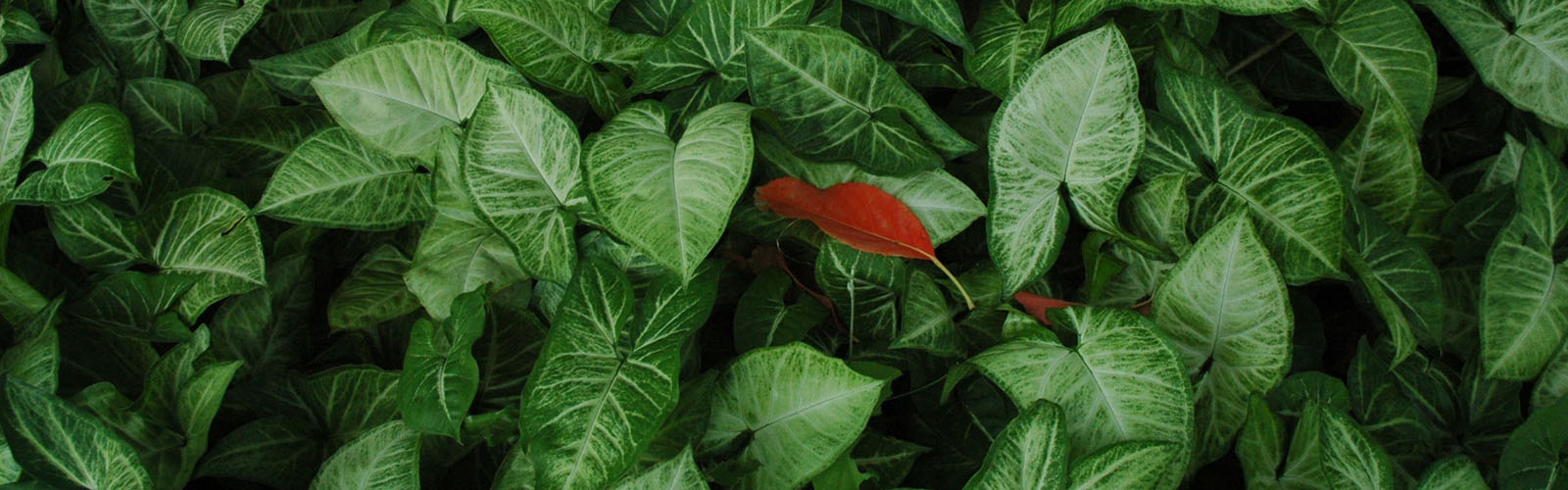 Photo of closeup of leaves