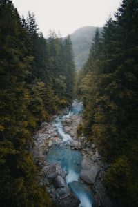 Photo of a Water stream inbetween the woods