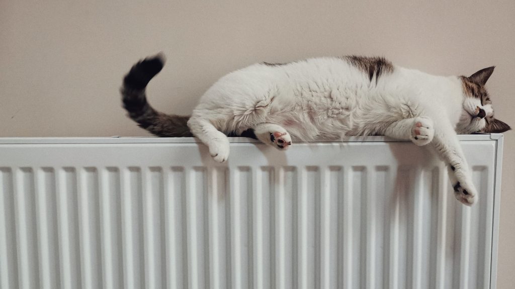Photo of a cat laying on the refrigerator