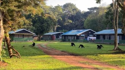 Uganda trip stay with monkeys around