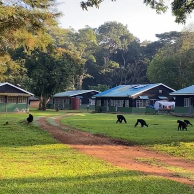 Uganda trip stay with monkeys around