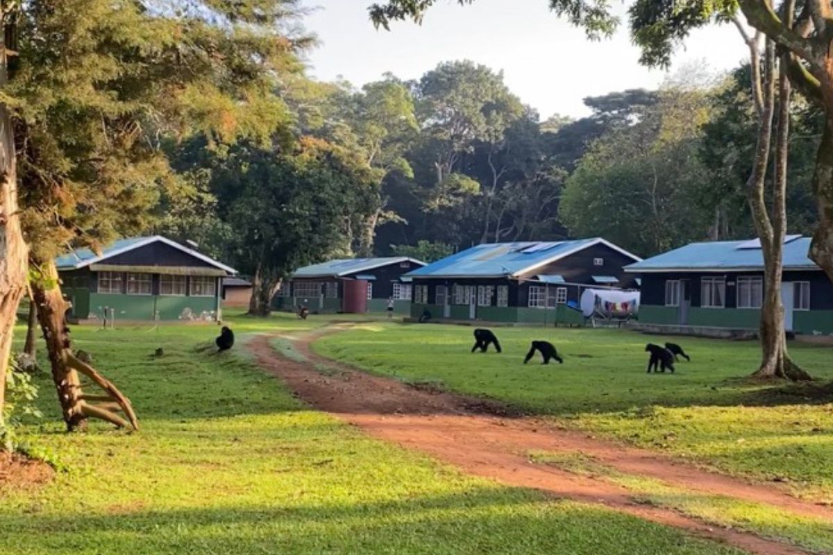 Uganda trip stay with monkeys around