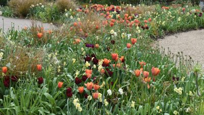 RHS Bridgewater flowers