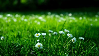 Grass and daisy flowers