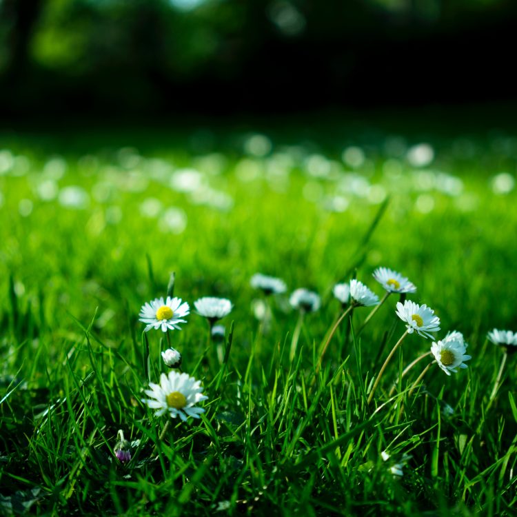Grass and daisy flowers
