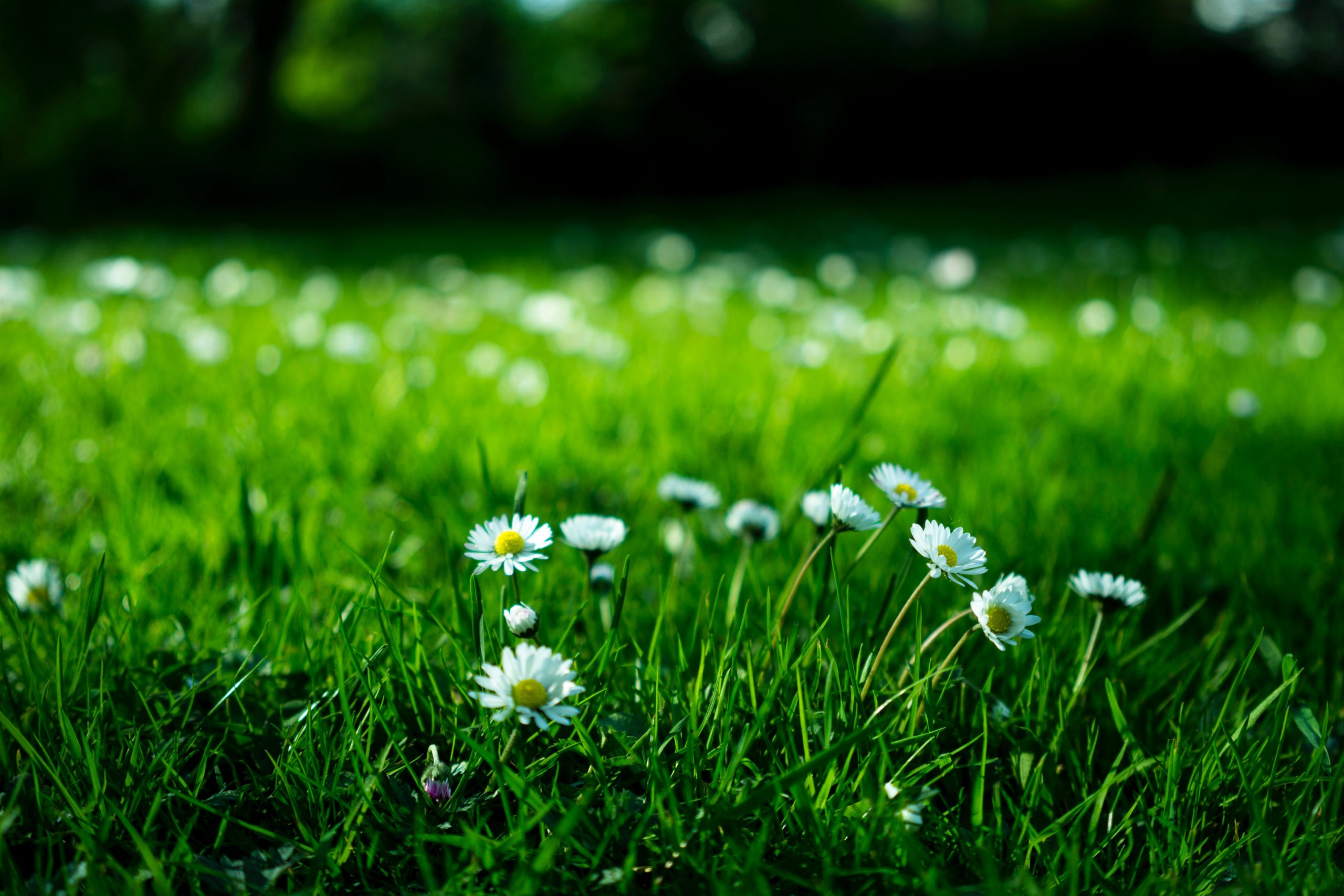 Grass and daisy flowers