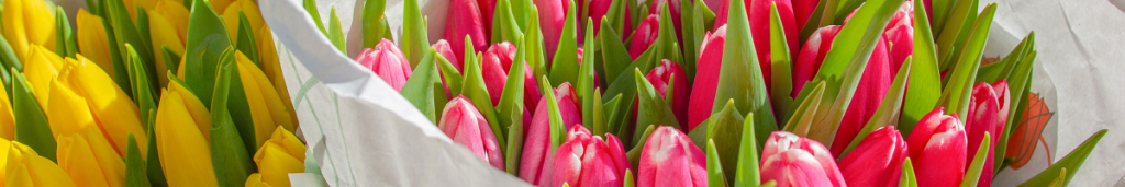 Yellow and pink tulips.