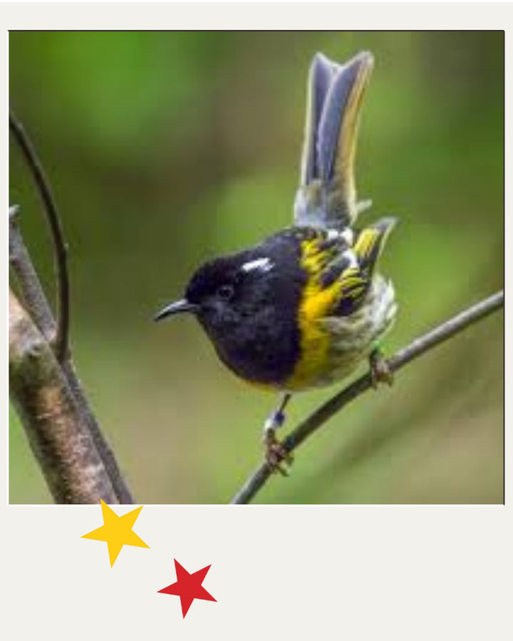 A bird on a branch